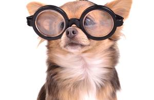 Sharing, Protecting Your Pet’s Vision Health is a Pet Owner’s Essential Duty