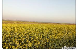 Springtime Bloom: Fields of Golden Rapeseed in Tanyang!