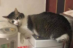 Freezing, Curled Up on the Rice Cooker for Warmth, Cat Contemplates Life, Netizens Find the Scene Hilarious