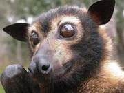 With a wingspan of nearly 2 meters, fruit-eating fox bats, why are they still threatened with extinction?