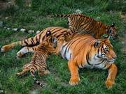 The South China Tiger, Number One in the World’s Top Ten Endangered Species, Now Holds the Most in China (with 45 at Luoyang)