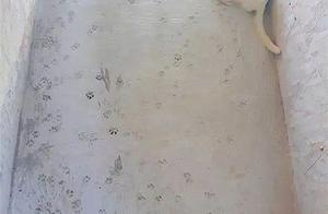 Woman Discovers Plum Blossom Footprints on Concrete Ground, Initially Angry, But Then Realizes the Situation