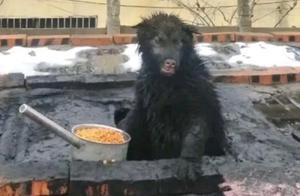 A Woman Received a Call from a Neighbor While at Work, Then Didn't Want to Recognize Her Dog Upon Returning Home