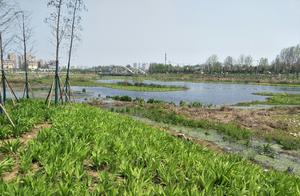This area of Mashan is the most comfortable, without a doubt! Like a golf course!