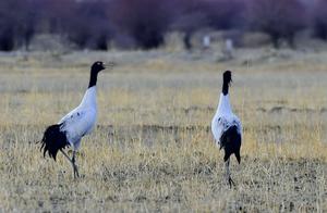 Litang: Crane Dance in the Wetlands