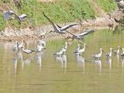 One Hundred Shoebill Storks Nesting in the High River Valley