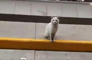 Stray Cat Selling Cuteness and 'Ripping Off' Customers Outside the Supermarket: Buy This for Me!