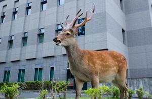 A City Ruled by Deer...