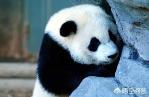 Before Becoming National Treasures, How Giant Pandas Avoided Attacks by Fierce Beasts