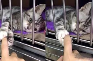 Pet Shop Kitten Grips Internet User's Hand "Take Me Away," Kitten's Expression Piercing