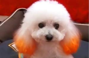 Teddy, a Rexy Dog, is Rejected by a Poodle After Being Shaved, and the Reason is That Dogs Also Have Beauty Values