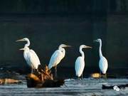 Green Qin Yuan | A Family of White Egrets