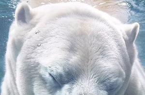 British Photographer Spends 2 Years Capturing Rare, Endangered Animals, Moving 5 Million Netizens