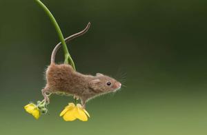 Adorable Little Creatures Exploring the Fields During Harvest Time! Photographer Captures the Natural Charm of Miniature Voles