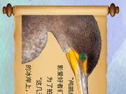 Horizontal Screen Viewing | Ecological Jilin: The 'Whole Fish Feast' of Cormorans at Changhan Lake