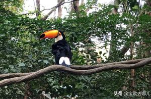 Panyu Feizhou Fun Park: Babies Finally See the Giant-billed Heron – As Beautiful as in a Movie