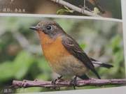 Black-headed Grosbeak of the Yellow River Delta