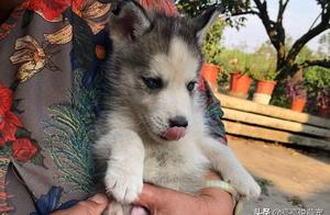 Netizen Gave Up Buying a Husky After Seeing Its Father's Appearance