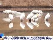 Inner Mongolia: Kolqin Nature Reserve Welcomes Thousands of Rare Migratory Birds