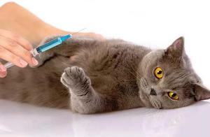Cat and Dog Vaccination: Simple Injection Operation, Why Isn't It Recommended to Do It at Home?