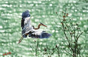Pinglu: The Grey Heron Dances on the Banks of the Yellow River