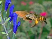 This moth is a 'unique form' in the insect world, often mistaken for other insects.