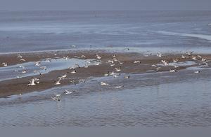 Zhoushan, Zhejiang: Wetland Ecological Beauty – Seagulls in a Graceful Dance