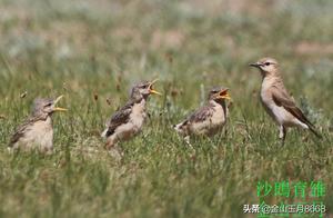Bird Questions & Answers - The Jerboa (Part 1)
