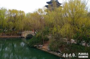 Willows of Daming Lake: This is undoubtedly the most beautiful scenery at Daming Lake now.