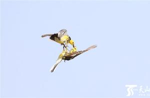 High-Definition Photo Album: Yellow Wagtails Engage in Aerial Combat and Somersaults