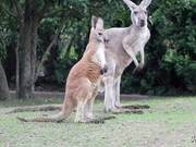 Yangzhou Zoo's Kangaroo Joey Takes Its First Steps into the World