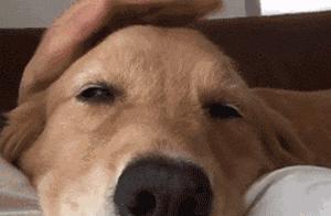 Dog Walks with an Outward Angle, Don't Laugh at Them for Walking Too 'Lady-Like,' It's Actually Uncomfortable