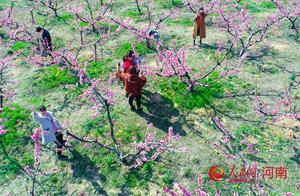 Peony Blossoms in Full Bloom, Tourists Come to View