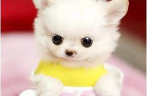 Owner Takes Several Teacup Dogs Out, Passerby Takes Photos, Netizens: Cute, Want to Steal Them