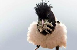 China's Ancient History of Training Pink Starlings to Control Locusts
