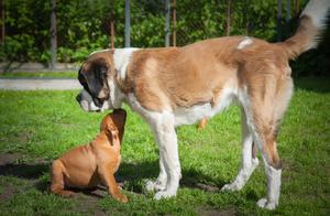 The 6 Largest Dog Breeds: Adorable as Puppies, But Would You Still Adopt Them as Adults?