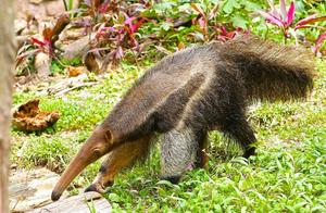 Which would win: Anteater vs. Army Ants?