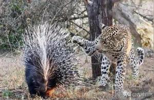 The Perilous Hunt of Cheetahs Against Mighty Porcupines: 1,000 Enemies Destroyed, 800 Self-Destroyed