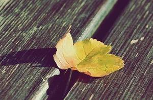 Psychology: Let Your Judgment Choose a Fallen Leaf to Test When Your Boyfriend Most Wants to Give You a Gift