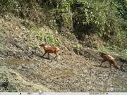 Spring Blooms, Wild Animals Gather at Lotus Pond for ‘Meals’