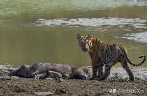 Tiger Hunting for Food Discovers a Weak Wild Boar, Eventually Felt Discouraged