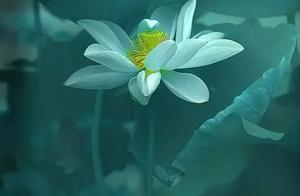 Seeking Moonlight Reflections on Lotus Ponds at Qiyuan Fenghe in West Lake