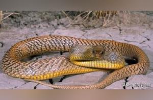 The World's Most Poisonous Snake, the Inland Taipan Snake, How Deadly is it? Can it Kill a Human?