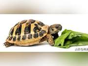 When Turtles Enter Winter Dormancy, Knowing the Timing of Feeding is Crucial