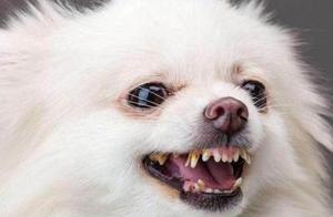 Reasons Why Few People Keep Pomeranians – Will You Still Love It After Reading This?