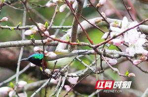 New Record! Rare Fork-tailed Sunbird Discovered in Nanyue