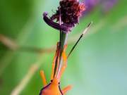 Let's Take a Look at Other Small Lifeforms on Earth – They Are Humanity's Friends