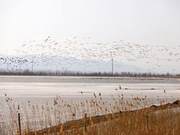 Spring Warmth Embraces the Earth, Yanqing Wild Duck Lake Becomes a Bird's Paradise