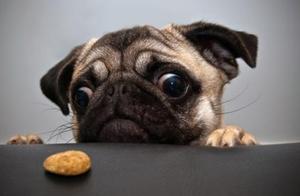 More and More People 'Dislike' Pugs, Reasons Include 6