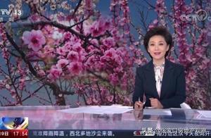 Zhangjiakou's 100,000 Acres of Apricot Blossoms Are Too Beautiful to Miss – Featured on CCTV!